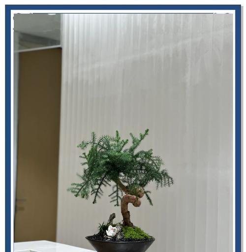 如何养护大型澳洲杉盆景？（打造美丽的室内盆景，）