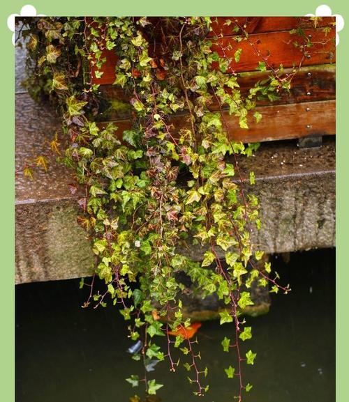 冬季常春藤的扦插方法及技巧（轻松掌握扦插常春藤的窍门，让你的冬季园林更加生机勃勃）