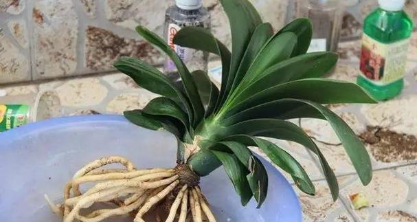 以盆景换盆后多久能生根？（生根时间与关键因素解析）