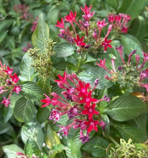 繁星花的扦插繁殖方法与技巧（利用繁星花的扦插繁殖，让美丽绽放延续）