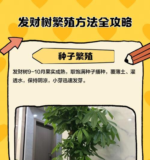 发财树的扦插步骤（掌握正确的扦插方法，让你的发财树茁壮成长）