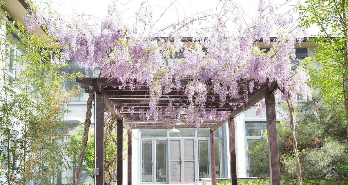 紫藤花开需要多少年？（探讨紫藤花的生长周期和开花时间，解析影响因素。）