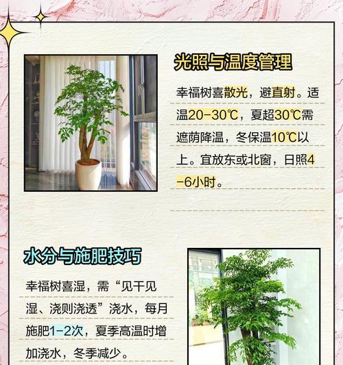 幸福树养殖（种植属于自己的幸福，从树苗开始）