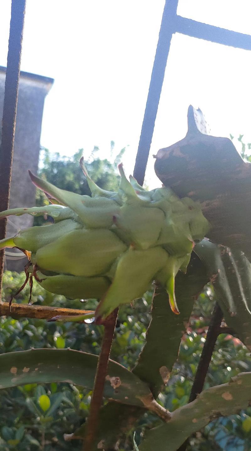 火龙果种植的最快方法（短期内高效种植火龙果的技巧与要点）