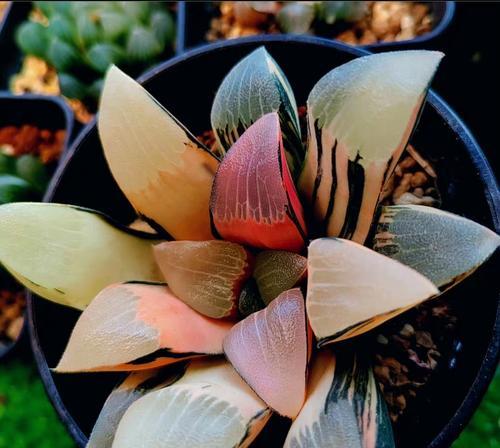 十二卷养殖方法与注意事项（打造成功的十二卷养殖场，关键在于细致入微的管理）