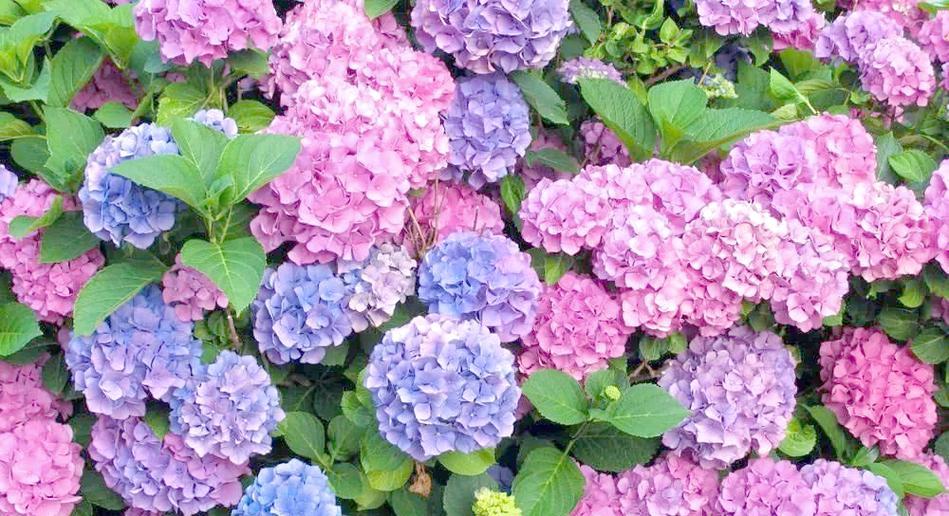 八仙花养护指南（打造绚丽花海，尽在你家）