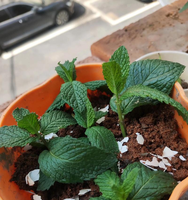 薄荷扦插苗移栽时间及注意事项（掌握薄荷苗扦插后的最佳移栽时机，确保顺利生长）