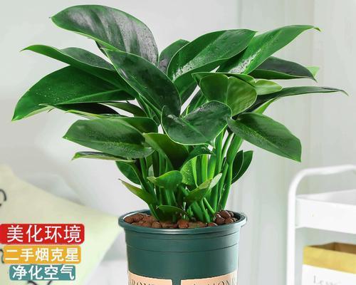 室内养绿萝，触手可及的绿色生活（绿萝是室内的好伙伴，快来一起享受自然之美吧！）