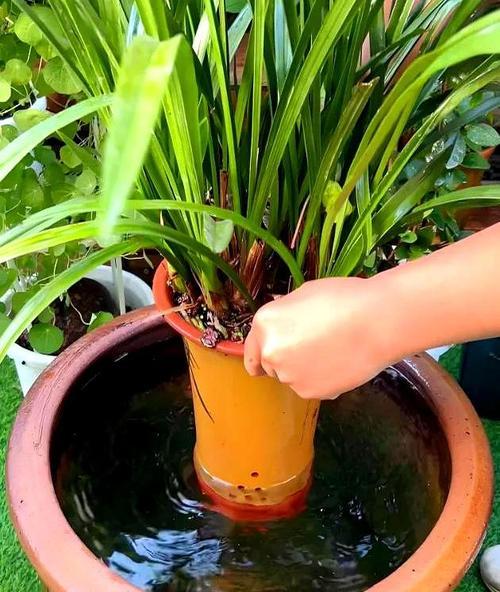 以兰花刚换盆可以马上浇水吗？（浇水时间对兰花盆栽的影响及正确护理方法）