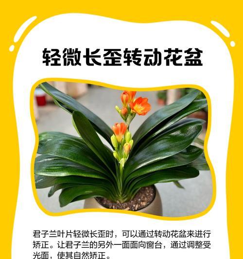 君子兰催叶子的方法（探秘君子兰催叶的高效技巧）