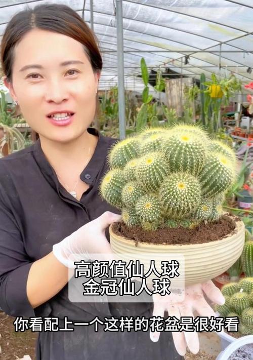 以先人球的养殖方法（探索古老智慧，打造绿意园林）
