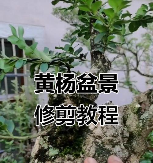 盆景修剪的技巧与方法（打造精美盆景的关键步骤及技巧）