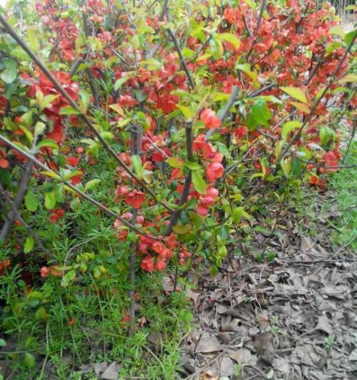 日本海棠扦插方法（掌握扦插技巧，轻松繁衍海棠新苗）