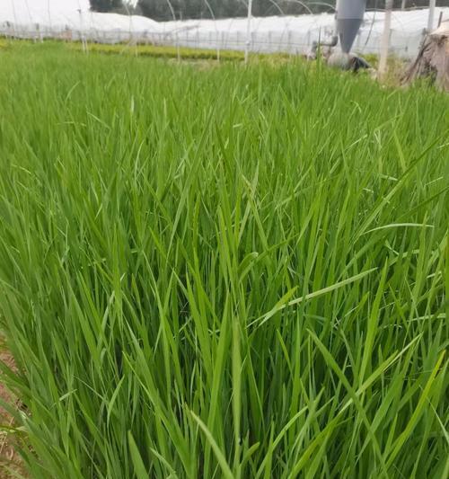 以马蔺栽植方法（打造美丽庭院的有效技巧）