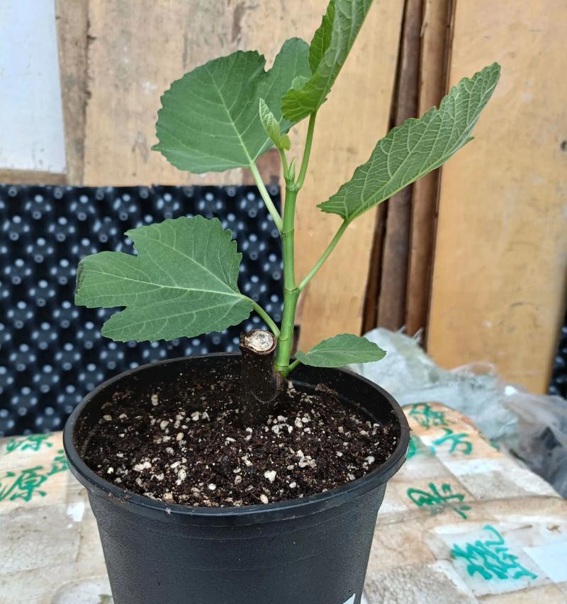 冬季扦插无花果的探索与实践（探索冬季扦插无花果的可行性及注意事项）