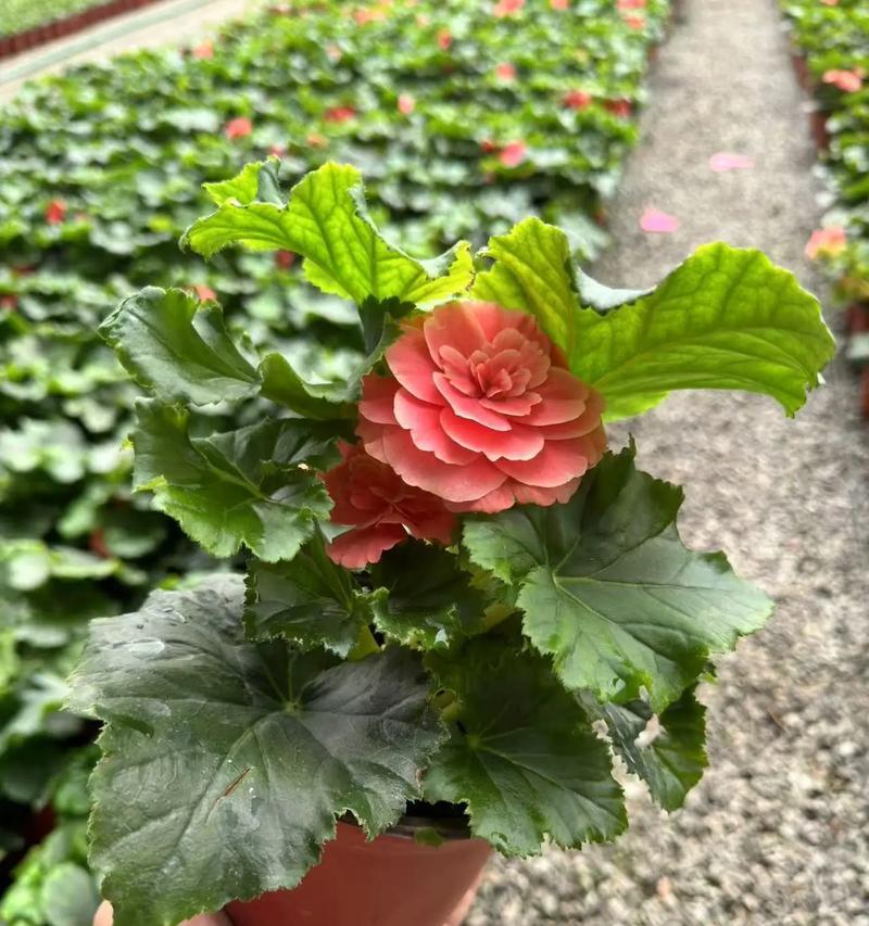 如何养护丽格海棠，让其健康生长（掌握关键养护技巧，打造美丽花园）