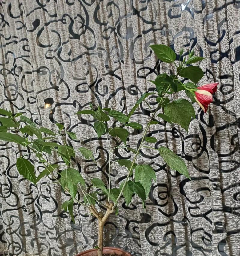 桑叶牡丹苗盆栽的步骤与技巧（以桑叶牡丹苗盆栽方法为主题的种植技巧分享）