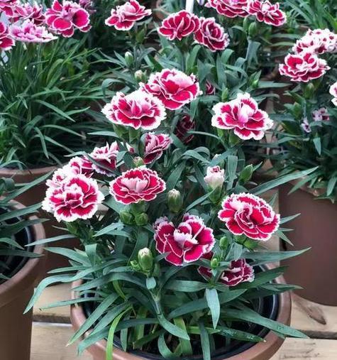 康乃馨的扦插季节选择与技巧（了解康乃馨的扦插季节和关键要素，让你成功繁殖康乃馨）