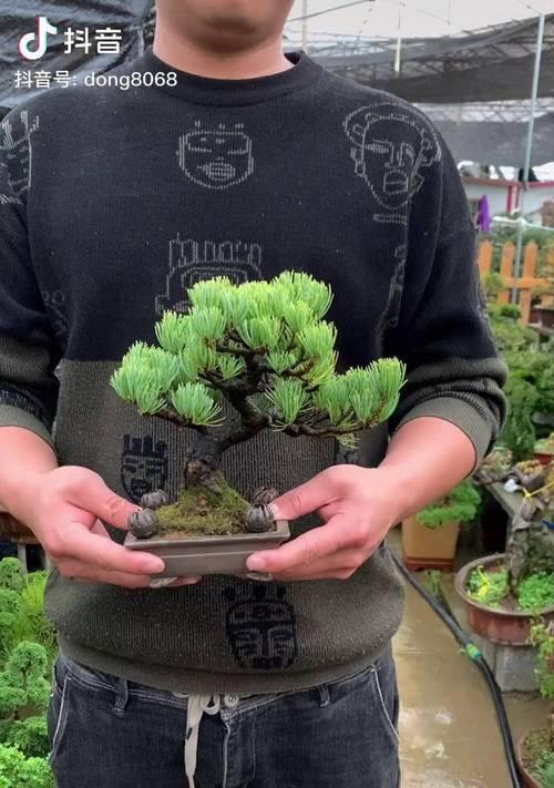 如何养护杨梅大阪松