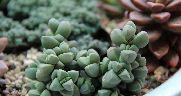 以鹿角海棠不扦插能发侧芽吗？（研究揭示不扦插鹿角海棠侧芽生长的关键因素）