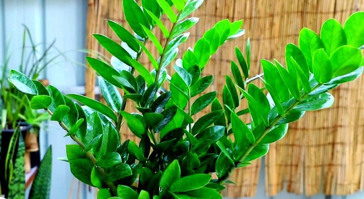 招财手花的养植方法（掌握招财手花养殖技巧，让财运如意）