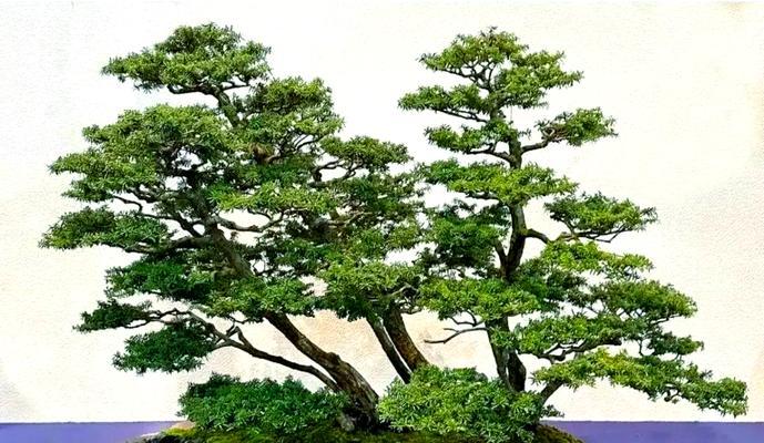 如何修剪盘龙香盆景（盘龙香盆景修剪技巧与注意事项）