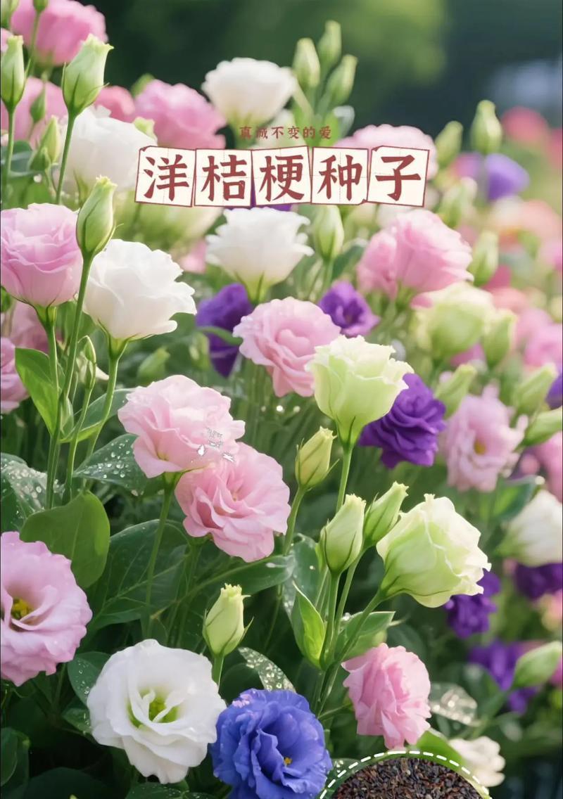 洋桔梗，养宠人士的首选之花（拥有洋桔梗，享受简单又美丽的花园生活）