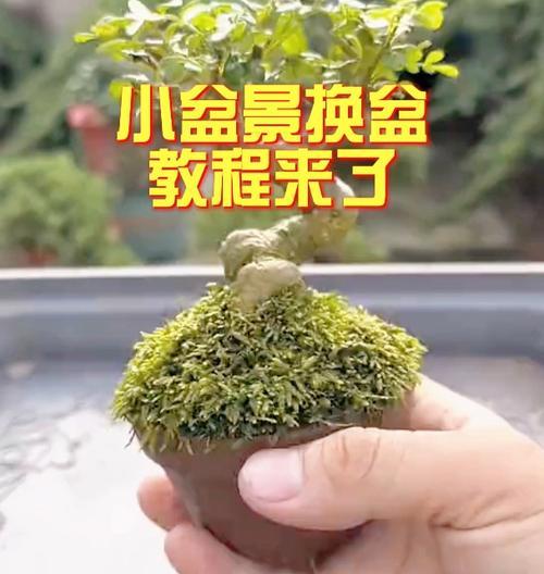 盆景制作指南——打造自家的绿色小天地（以做盆景具体的做法为主题，让您轻松掌握盆景制作的技巧）