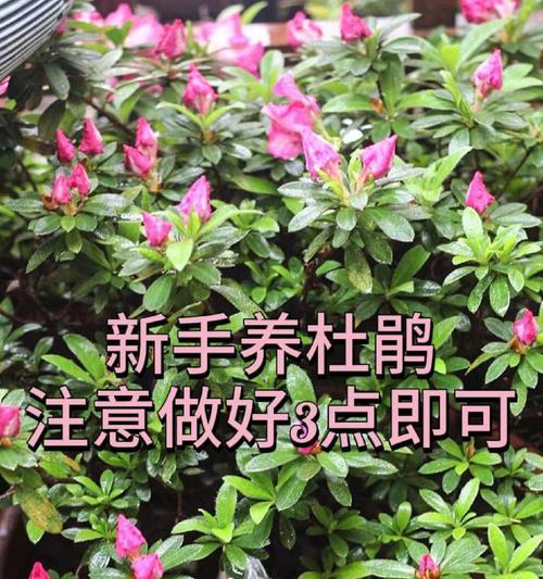 杜鹃花的养殖方法与技巧（从种植到花期，打造绚丽花园）