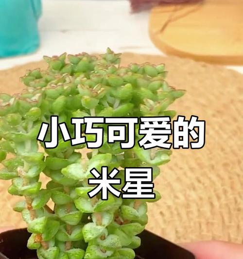 小米星养殖方法注意（助你成功养殖小米星的关键要点）