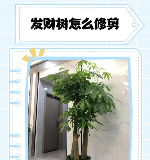 以大桩型发财树修剪方法，让您的植物茁壮成长