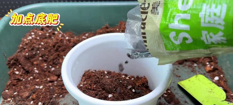 以酢浆草种子几月种植方法（一步步教你如何种植酢浆草，以及适合种植的月份）