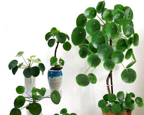 以镜面草扦插的方法与技巧（轻松掌握镜面草繁殖的窍门）