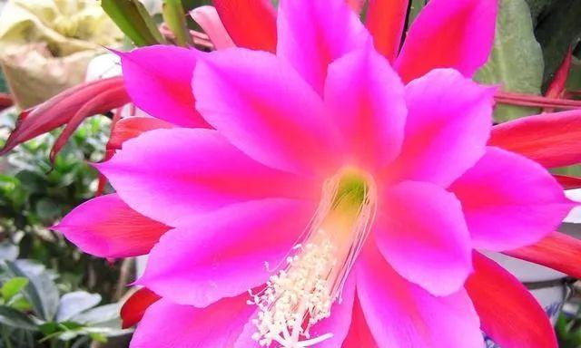 绿宝可以扦插吗？（了解绿宝的扦插技巧）