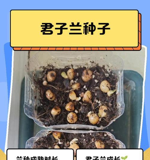 君子兰种子的繁育与养护（探寻君子兰种子繁育的方法与技巧）