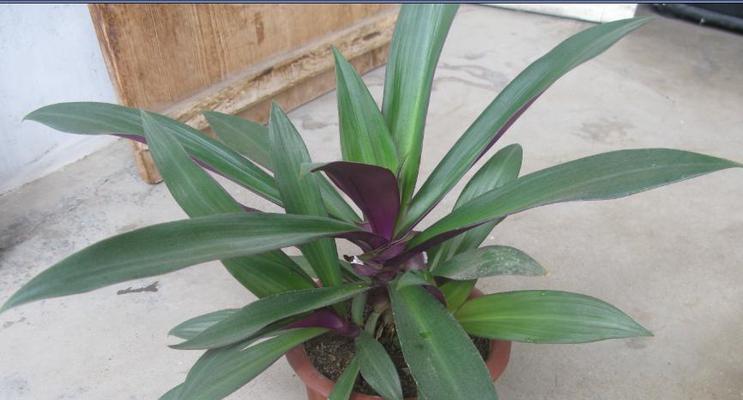 白肋万年青养殖方法详解（打造绿意盎然的居家花园）