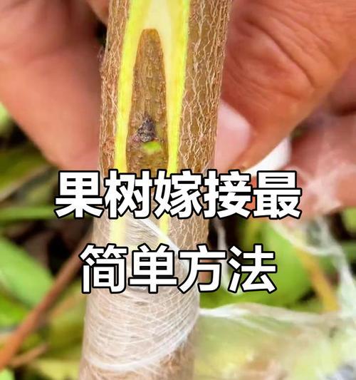 果树分枝技术研究（探索果树生长调控方法的关键因素与途径）