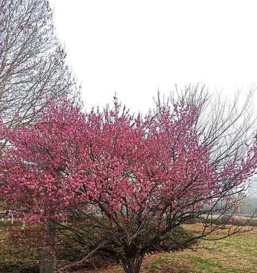 梅花之美（解密梅花与树木的关系，探索梅花美丽背后的奥秘）