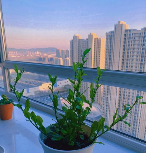 冬日培育蓝雪花，让寒冷季节绽放美丽（寒冬中扦插蓝雪花的步骤和关键技巧）