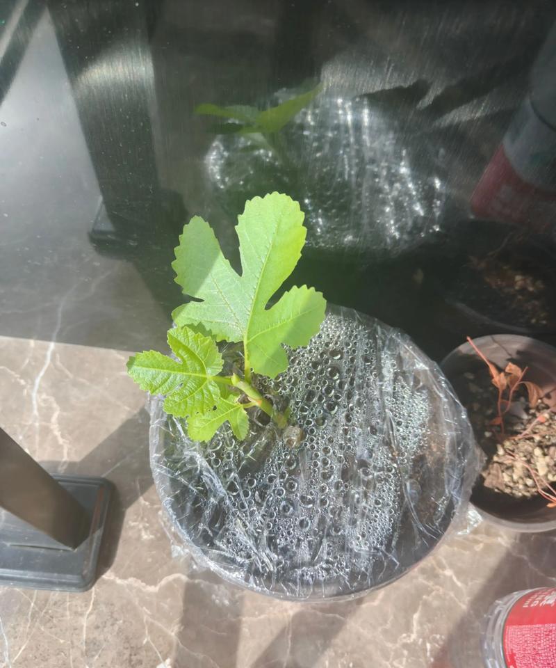 无花果果扦插的方法及注意事项（探索无花果果扦插的可行性及关键要点）