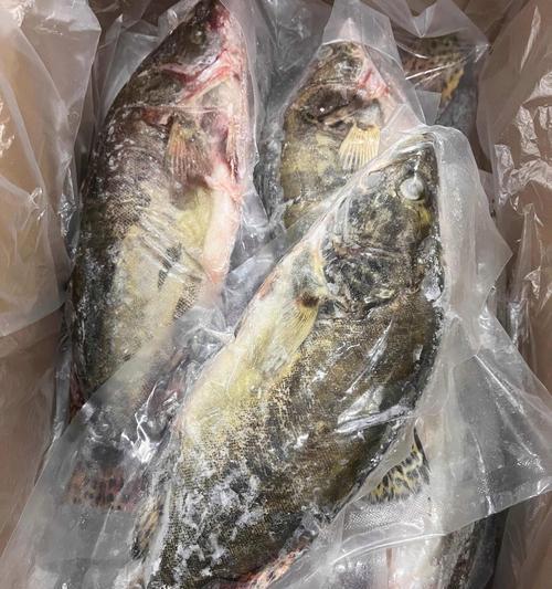 桂鱼与哪些鱼最佳混养？（混养选择与技巧解析，让你的水族箱更多样化）