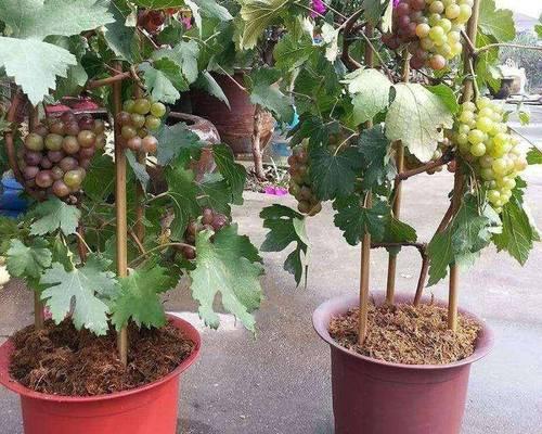 野生葡萄盆景的挂果技巧（培育健康野生葡萄盆景，享受丰硕果实的喜悦）