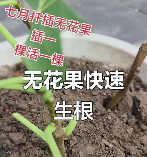 无花果枝条扦插生根的时间和方法（以无花果枝条扦插多少天才能生根为探讨）