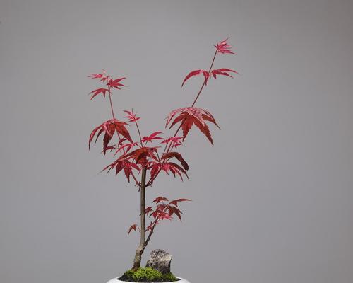 枫叶养护指南——让你的枫叶更加美丽（掌握关键技巧，打造健康繁茂的枫叶）