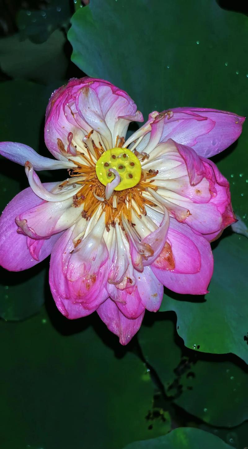 荷花的寓意和象征意义（探索荷花的深层寓意与美好象征）