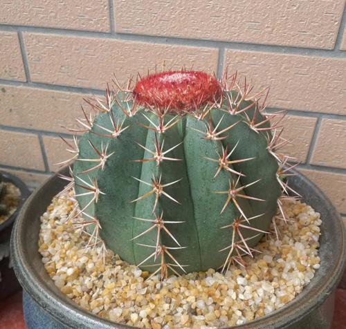 家居摆放仙人球，招财聚财气，财运滚滚来！（选择适合位置，让仙人球成为财运之源）