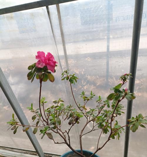 杜鹃花的扦插与繁殖（以杜鹃花几月扦插为例，分享扦插技巧和注意事项）