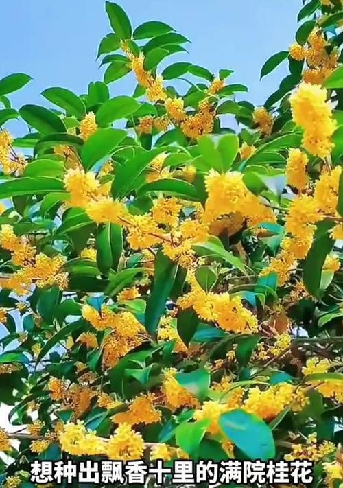 桂花开放的季节与美景（传统文化与美食的代表—桂花的盛开之季）