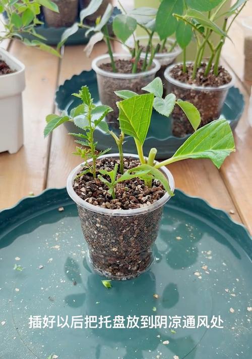 以小木槿可以椰砖扦插吗？（探究小木槿植物是否适合使用椰砖作为扦插介质）