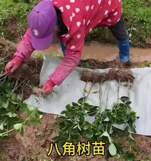 《八角花的种植方法大全集》（打造美丽花园，种植八角花的技巧与经验分享）